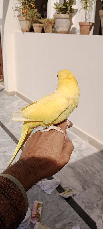 yellow ringneck 2