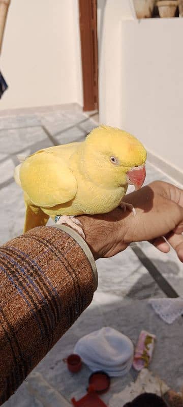 yellow ringneck 3