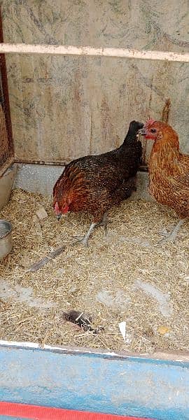 golden hens 2