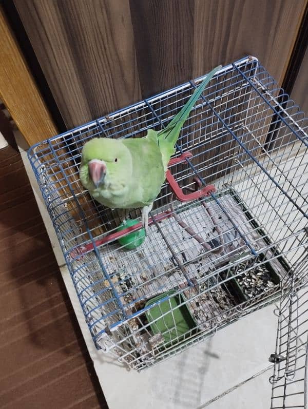 1 green female parrot 0