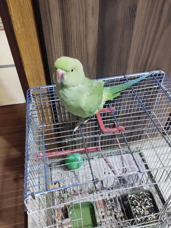 1 green female parrot 1