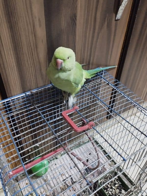 1 green female parrot 2