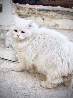 Persian Fenile cat 9 month's Old