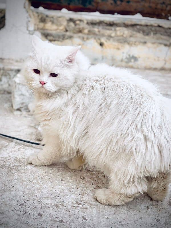 Persian Fenile cat 9 month's Old 0