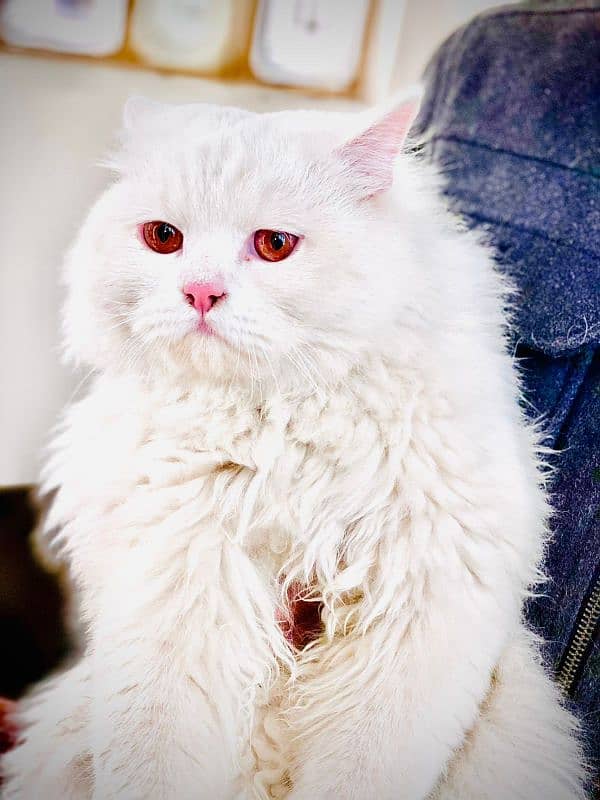 Persian Fenile cat 9 month's Old 1