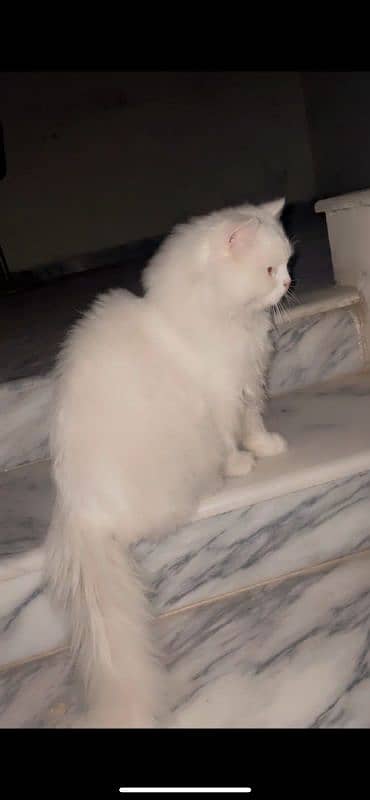 Persian Fenile cat 9 month's Old 5