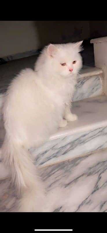 Persian Fenile cat 9 month's Old 6