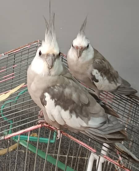 3 cockatiels 1