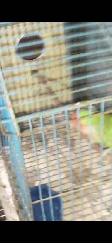 one peach mouth green fisher confirms female for sale 1