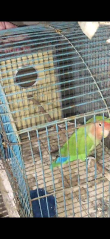 one peach mouth green fisher confirms female for sale 4