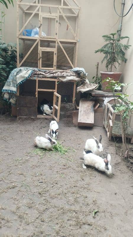 Breeding Rabbits pairs 0