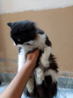 Persian cat / Persian kittens /triple coated/punch face 03059697289