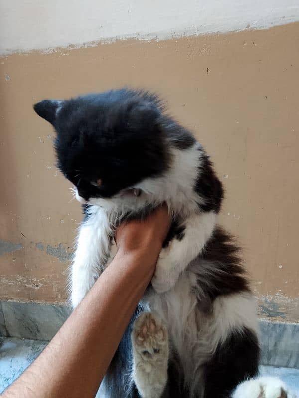 Persian cat / Persian kittens /triple coated/punch face 03059697289 1