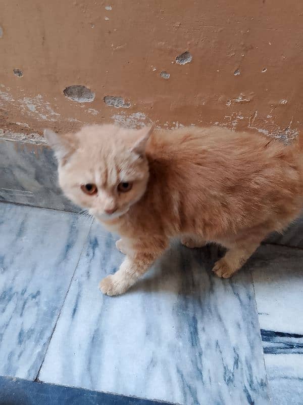 Persian cat / Persian kittens /triple coated/punch face 03059697289 5