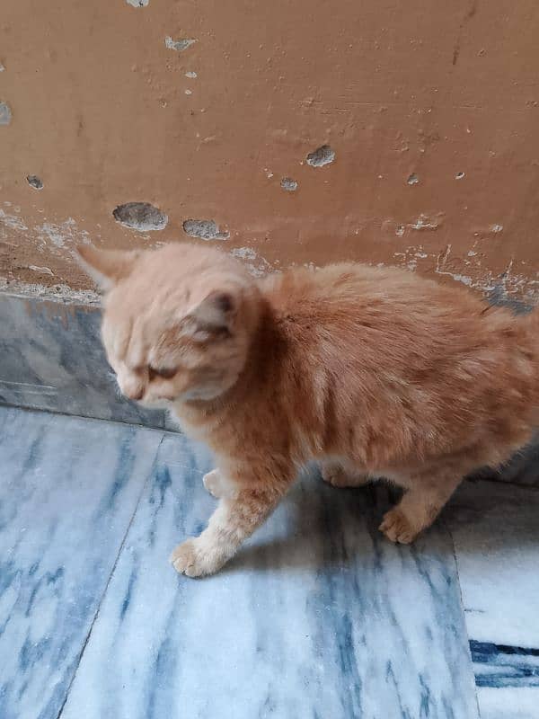 Persian cat / Persian kittens /triple coated/punch face 03059697289 7