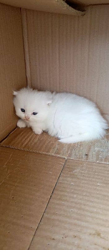 parsian female cat nd kitten wtsp 03009782821 1