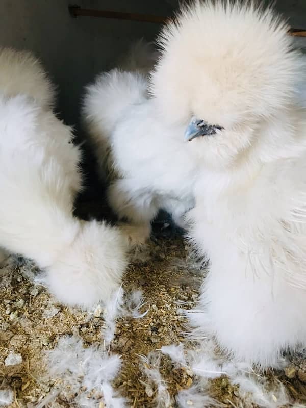 White Silkie Near to Breed (price per piece) Set 1 by 3 for sale 1