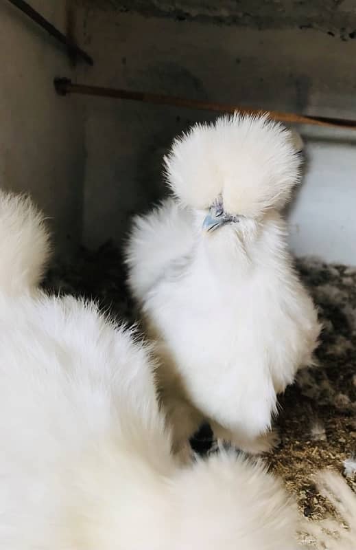 White Silkie Near to Breed (price per piece) Set 1 by 3 for sale 0