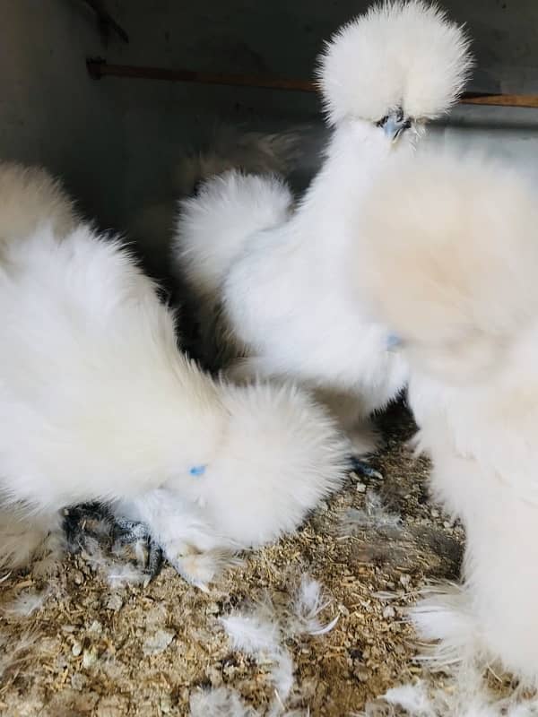 White Silkie Near to Breed (price per piece) Set 1 by 3 for sale 2