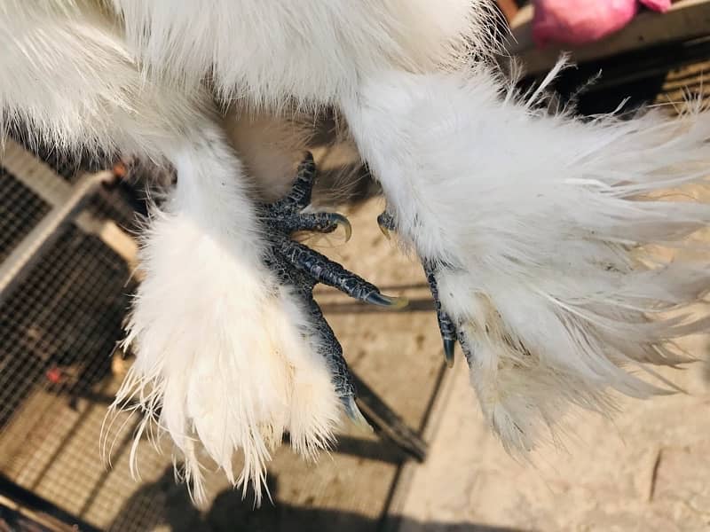 White Silkie Near to Breed (price per piece) Set 1 by 3 for sale 3