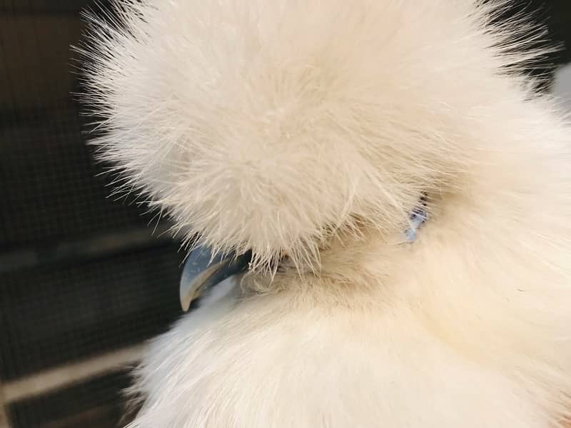 White Silkie Near to Breed (price per piece) Set 1 by 3 for sale 4