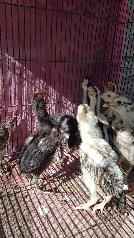 BURMI Male + Shamo female Chicks Available Top Quality KY 2