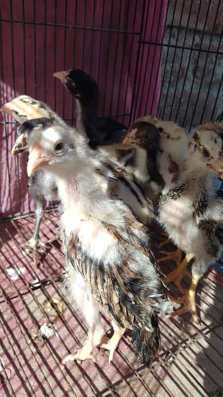 BURMI Male + Shamo female Chicks Available Top Quality KY 0