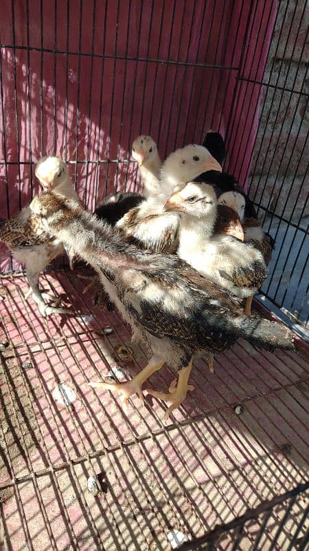 BURMI Male + Shamo female Chicks Available Top Quality KY 3