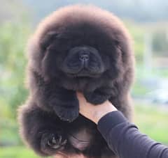 %100 high quality Pomeranian Chow Chow  Shihtzu puppies available