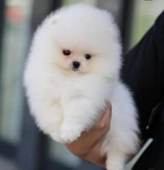 %100 high quality Pomeranian  puppies available