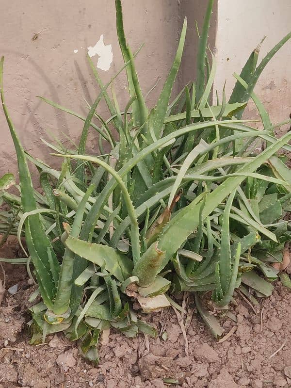 Organic Aloe Vera 150grams 1