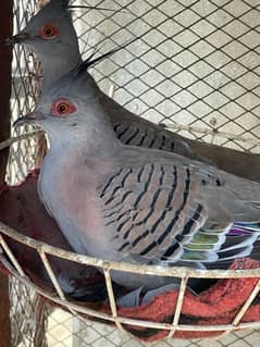 Crested Dove