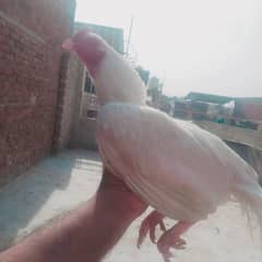 Heera Male available