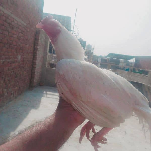 Heera Male available 0