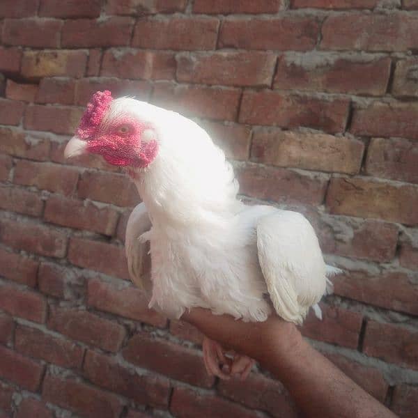 Heera Male available 3