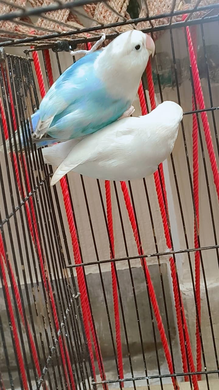 1 pair exhibition budgies 1pair lovebirds 0