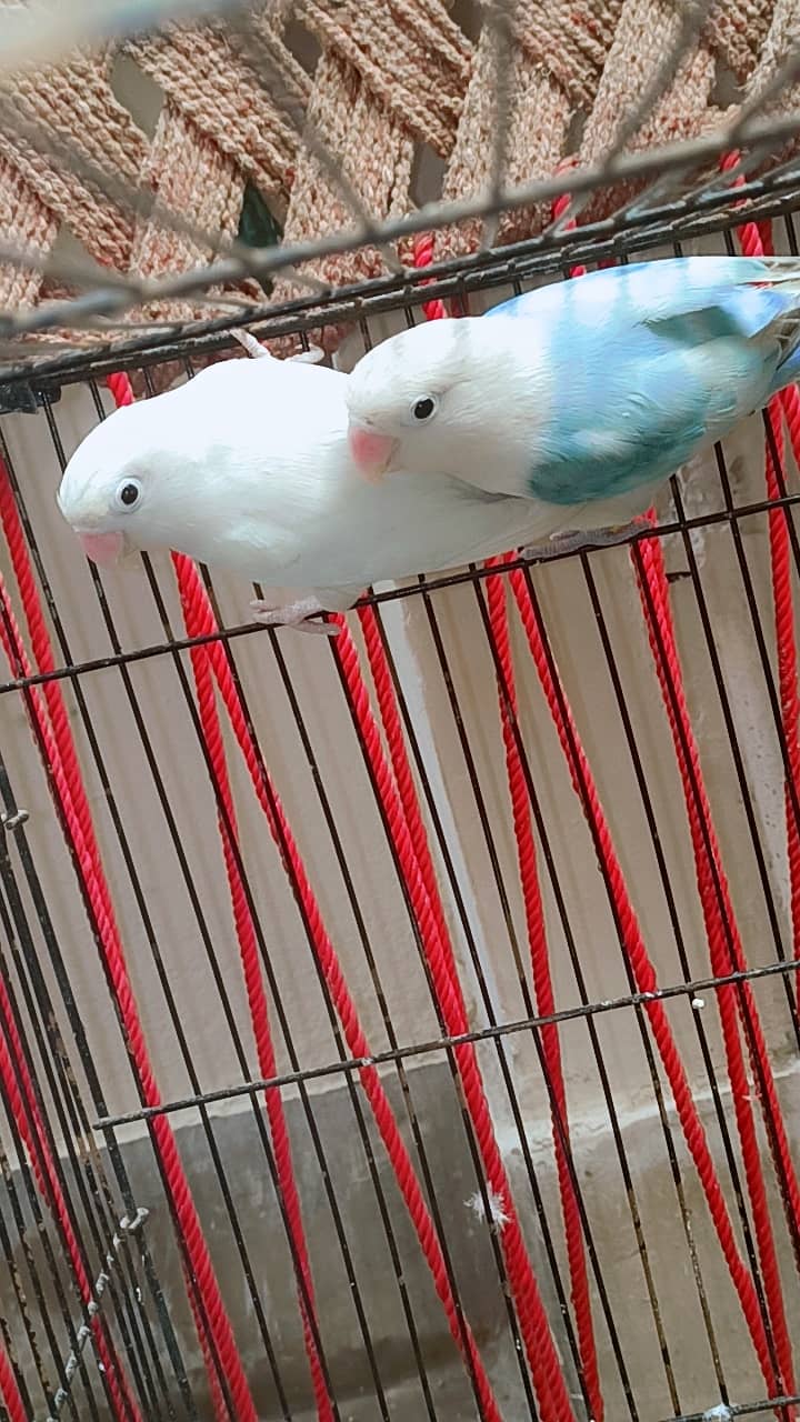 1 pair exhibition budgies 1pair lovebirds 2