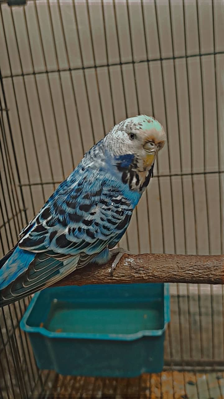 1 pair exhibition budgies 1pair lovebirds 4