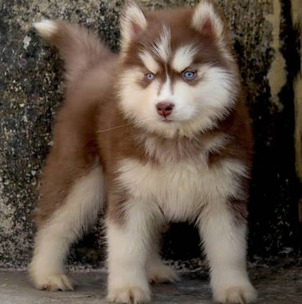 Husky puppy 03367222746 0