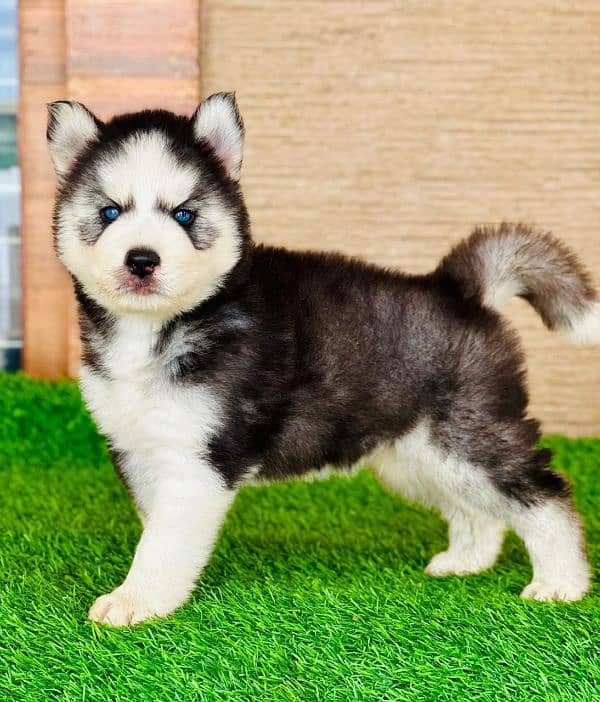 Husky puppy 03367222746 1