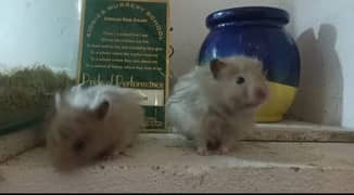 Hamster 1.5 month baby