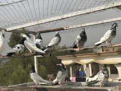 pigeon for sale pr price 350