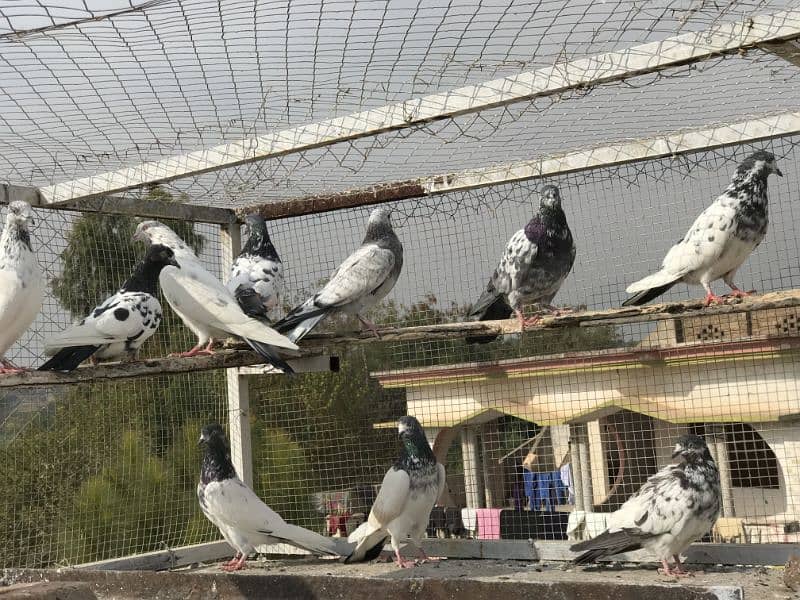 pigeon for sale pr price 350 0