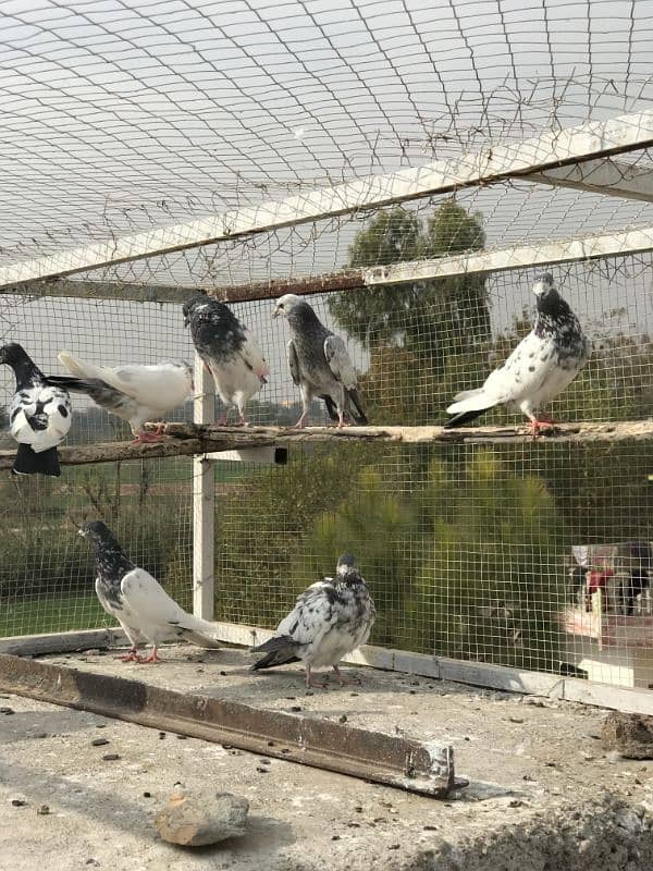 pigeon for sale pr price 350 1