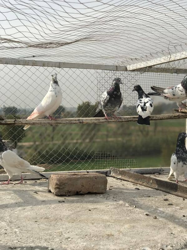 pigeon for sale pr price 350 2