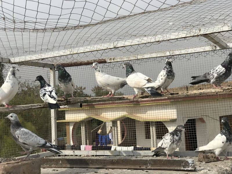 pigeon for sale pr price 350 3