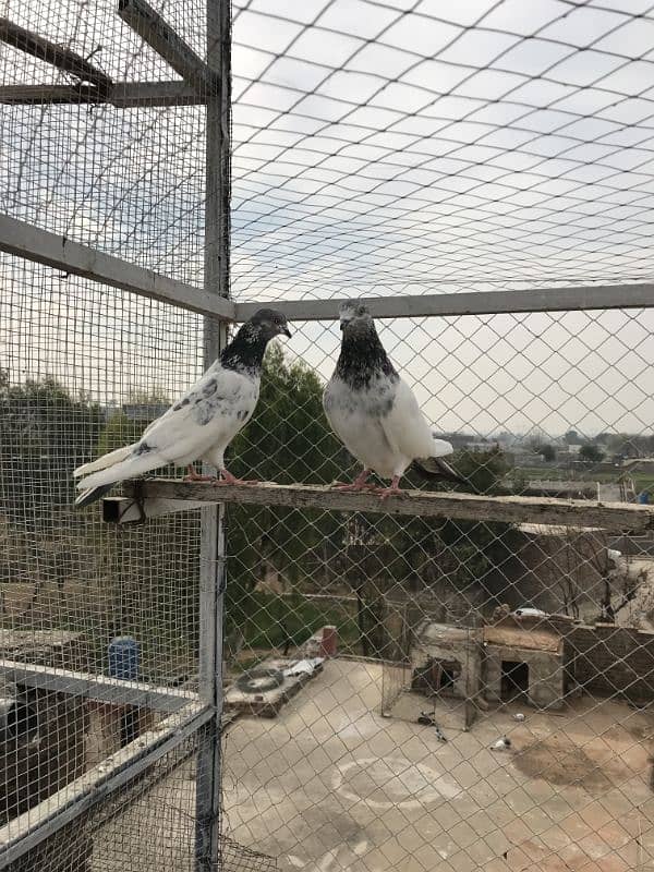 pigeon for sale pr price 350 6