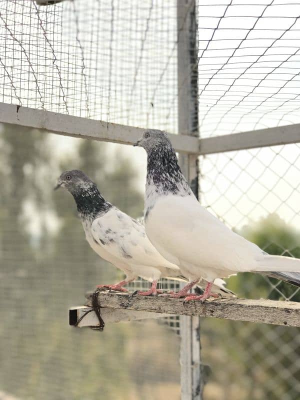 pigeon for sale pr price 350 7