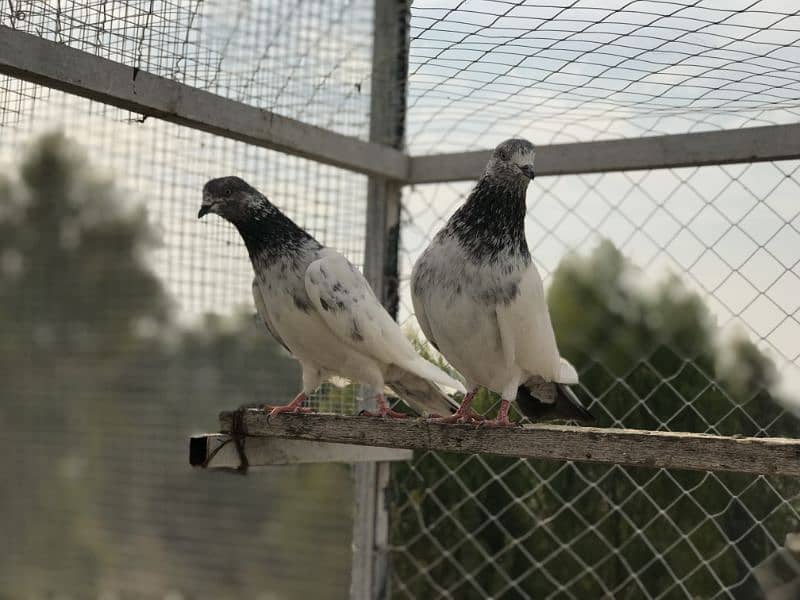 pigeon for sale pr price 350 8