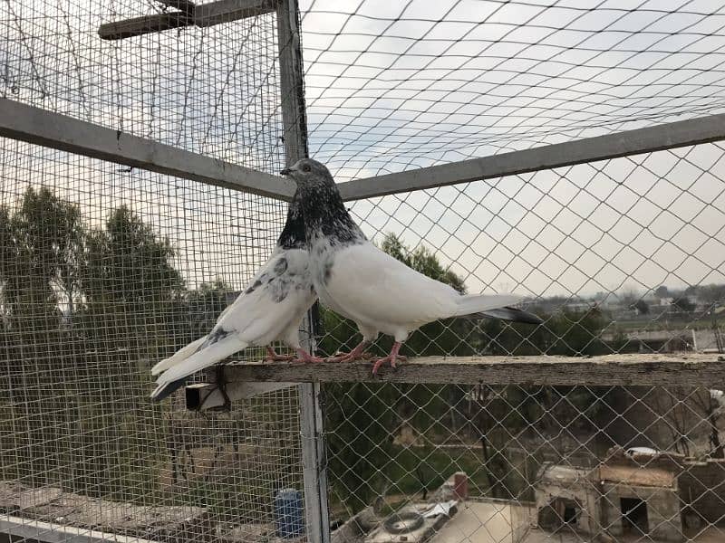 pigeon for sale pr price 350 9